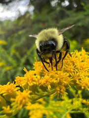 Bumblebee collecting pollen from yellow wildflowers on a cloudy day