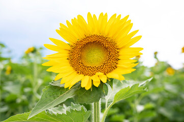 夏の日差しの下に咲くヒマワリ畑