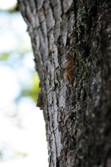Fototapeta premium 木とまって蝉が鳴く日本の夏風景