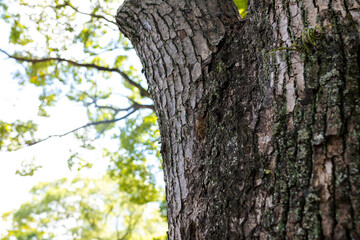 木とまって蝉が鳴く日本の夏風景