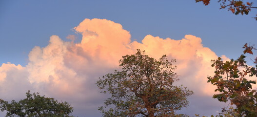 Leuchtendes Wolkengebilde über den Wipfeln von Bäumen
