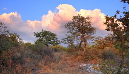 Obraz premium Leuchtendes Wolkengebilde über den Wipfeln von Bäumen 