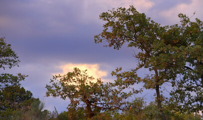 Obraz na płótnie Canvas Baumwipfel mit leuchtender Wolke im Hintergrund