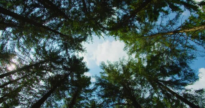 Unity with nature. Environmental protection. Ecology. Unesco heritage. The tops of spruce trees. World Wildlife Day. Amazing footage of green coniferous forest. Tops of spruce trees. Go everywhere.