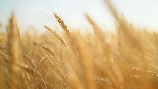 golden ears of wheat or rye in agricultural field in summer or autumn, closeup view, camera moving through spikes