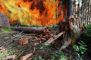 Gefahr eines Waldbrandes bei großer Trockenheit