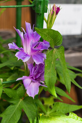 可憐な青紫の花を咲かせるアサガオ