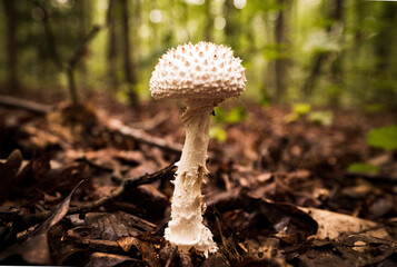 Spiked Mushroom