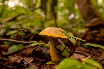 Orange Mushroom
