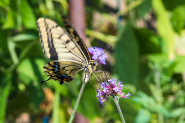 ヤナギハナガサの蜜を吸うアゲハチョウ