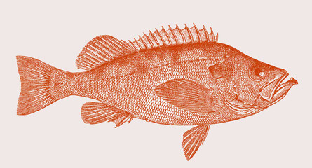 Golden redfish sebastes norvegicus, marine fish in side view