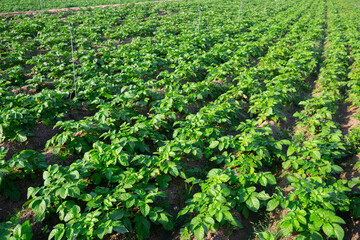Fototapeta na wymiar Closeup of young green potatoes growing on large plantation on spring day..