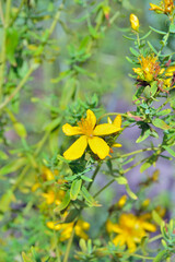 Blooming herb hypericum (Hypericum perforatum)