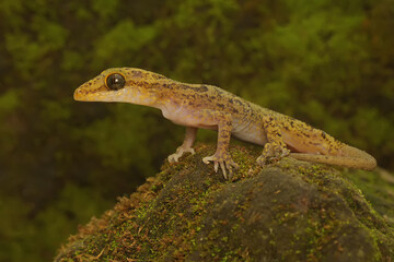 A Javan bent-toed gecko is basking in the sun before starting its daily activities. This reptile has the scientific name Cyrtodactylus marmoratus.