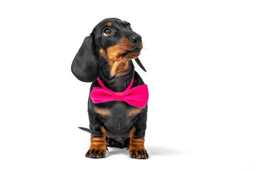 Handsome cute dachshund in a big pink bow tie sits isolated on a white background.