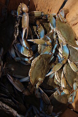 Bushel of Crabs