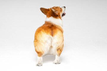 Funny clumsy Welsh corgi Pembroke or cardigan puppy stands and looks up on white background, view from the back. Furry cute buttocks of a pet looks like soft toy - obrazy, fototapety, plakaty
