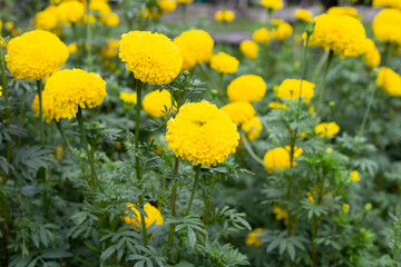 Marigold flower in garden