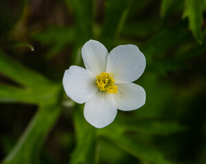 white flower in spring