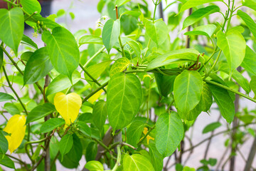 Gurmar medicinal plant, Fresh leaves of herb