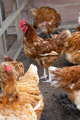 Hens in the chicken farm. Organic poultry house.