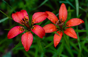 Closeup of prairie lilies