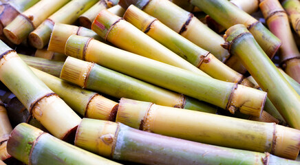 Sugar cane on blue background.
