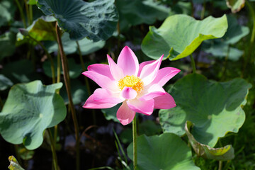 Beautiful blooming pink lotus flower with leaves, Waterlily pond