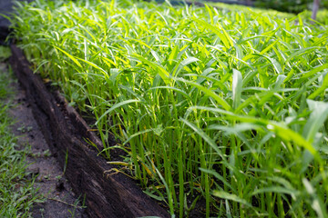 Water convolvulus in vegetable patch