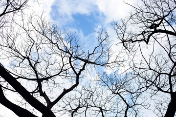 Dead branches tree silhouette with blue sky and cloud