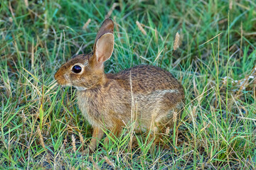 Alert wild rabbit in the grass with it's ears up in Assateague