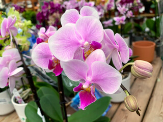 Pink orchid Phalaenopsis (lat.Phalaenopsis)