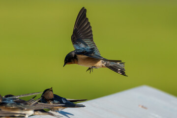 Barn swallow comes in for a landing while another below looks up and yells
