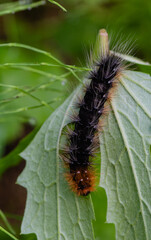 caterpillar on a leaf
