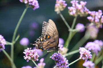 Butterfly on Butterfly Bush