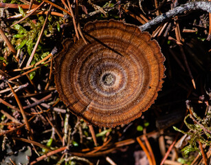 Mushroom on the forest floor