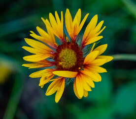 Orange wildflower in the forest