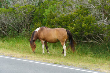 Brown and white wild horse grazes by the roadside in Assateague