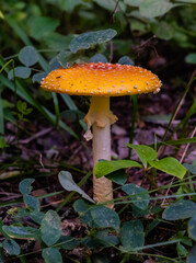 red mushroom in the forest