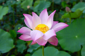 Fototapeta premium Beautiful blooming lotus flower with leaves, Waterlily pond