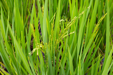 Rice plant in rice field.