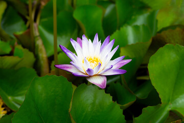 Fototapeta premium Nymphaea lotus flower with leaves, Beautiful blooming water lily