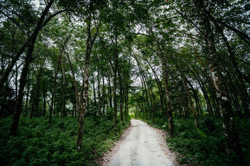 Fototapeta na wymiar Natural tunnel of rubber plantation in Malaysia. Rubber plantation .