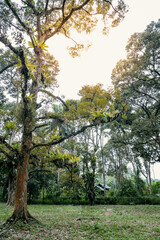 Jungle rainforest trees with Asplenium nidus, or Bird Nest Fern, is an epiphytic plants which grows on the surface of a plant or tree