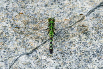 Eastern Pondhawk dragonfly perched on a natural granite vein