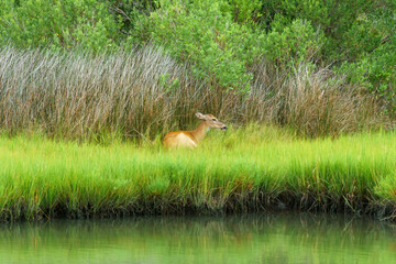 Deer rests quietly by the water and tall marsh grasses in Assateague national seashore