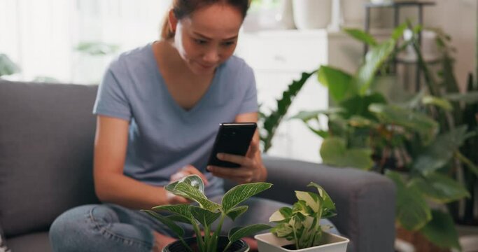 Young Asian woman wear casual sitting on couch use smartphone take picture photo of plants to selling in online shop in living room indoor plants at home. Lifestyle teenager activity concept.