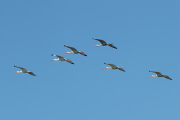 Formation of six white Ibis fly against a deep blue sky