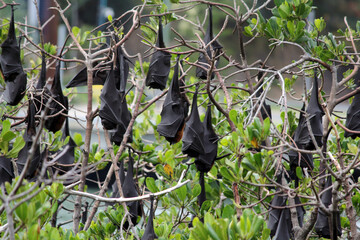 Group of flying foxes bats animals hanging from mangrove trees