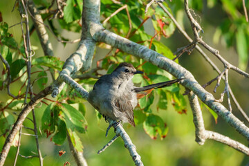 Gray catbird perched in a tree with rufous-brown feathers showing.